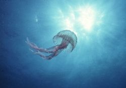 Jellyfish aiming to the sun; Blue coast, Marseille, Medit... by Jean-claude Zaveroni 